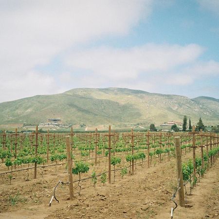 Alma Liebre Vinedos Del Valle Guadalupe Eksteriør billede