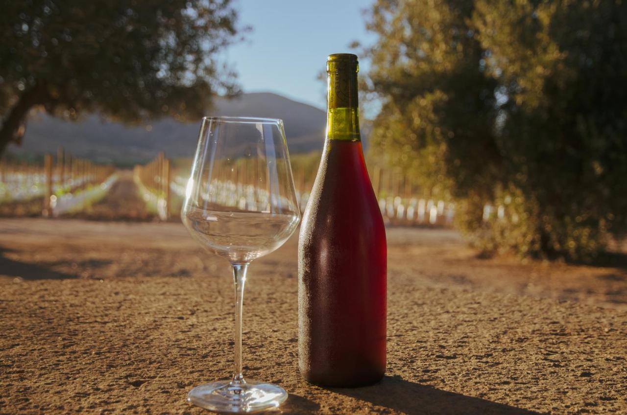 Alma Liebre Vinedos Del Valle Guadalupe Eksteriør billede