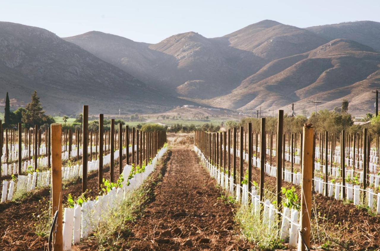 Alma Liebre Vinedos Del Valle Villa Guadalupe Eksteriør billede