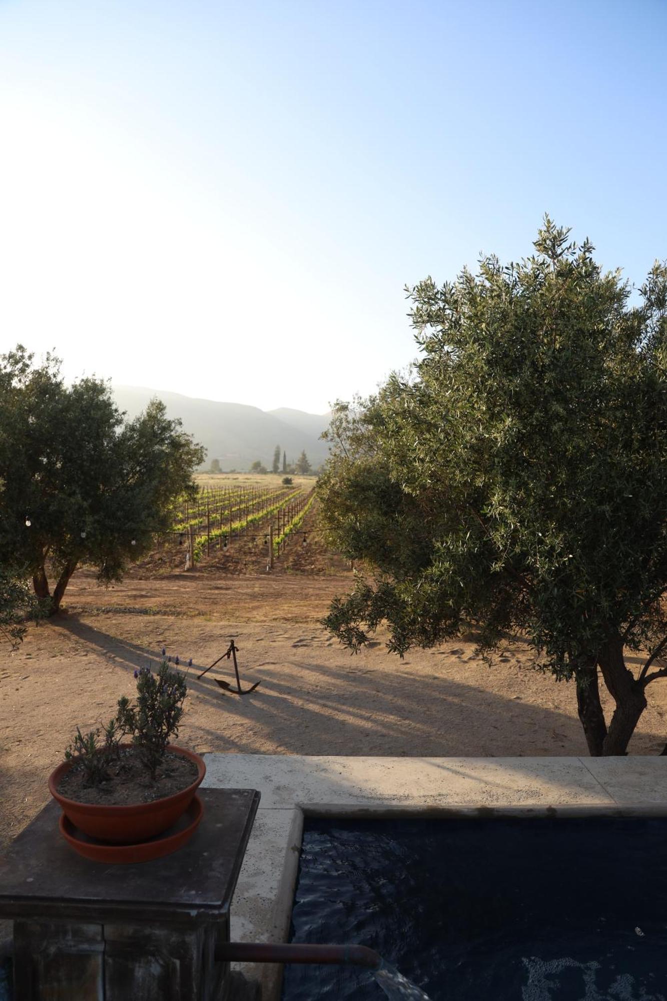 Alma Liebre Vinedos Del Valle Villa Guadalupe Eksteriør billede