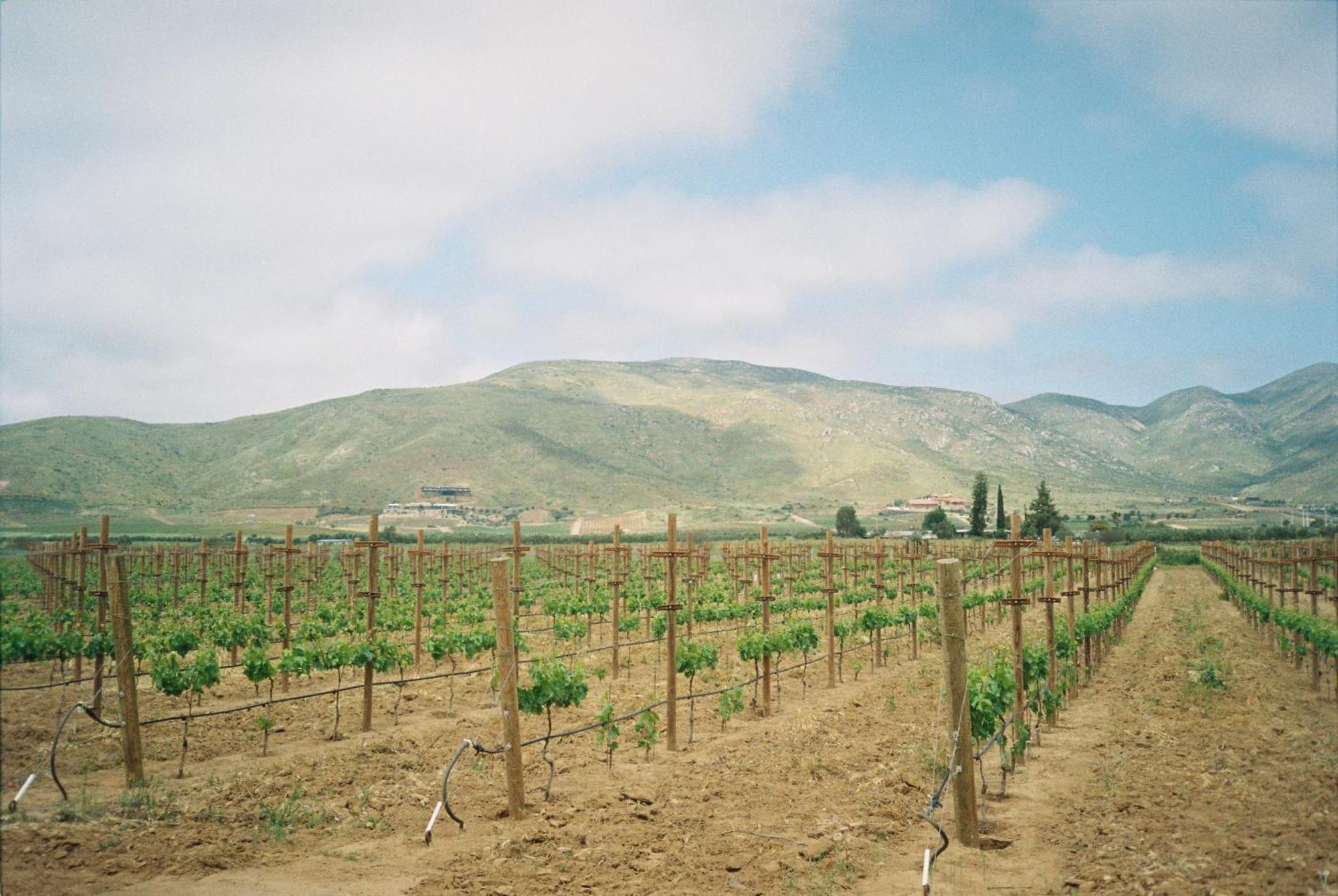 Alma Liebre Vinedos Del Valle Villa Guadalupe Eksteriør billede